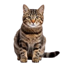 Kedi